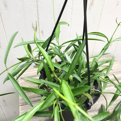 珍種 ホヤ シェパーリ Hoya shepherdii サクララン 吊り鉢 その他