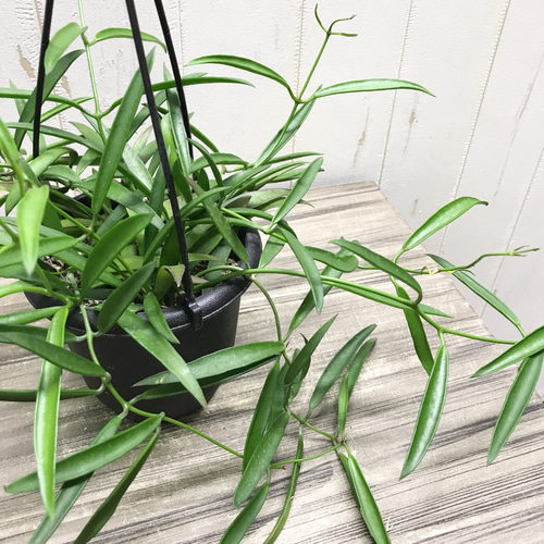 珍種 ホヤ シェパーリ Hoya shepherdii サクララン 吊り鉢 その他