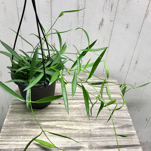 珍種 ホヤ シェパーリ Hoya shepherdii サクララン 吊り鉢 その他