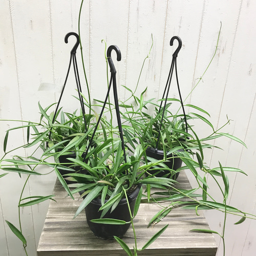 珍種 ホヤ シェパーリ Hoya shepherdii サクララン 吊り鉢 その他