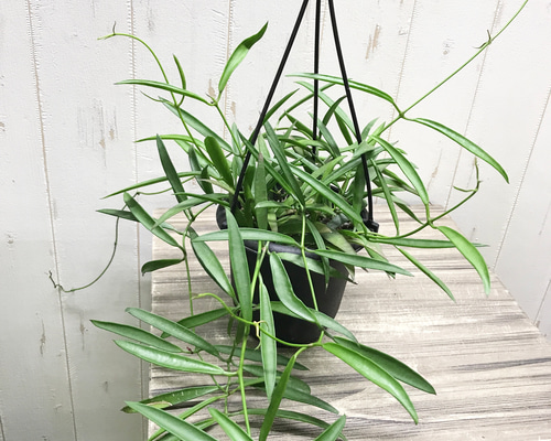 珍種 ホヤ シェパーリ Hoya shepherdii サクララン 吊り鉢 その他