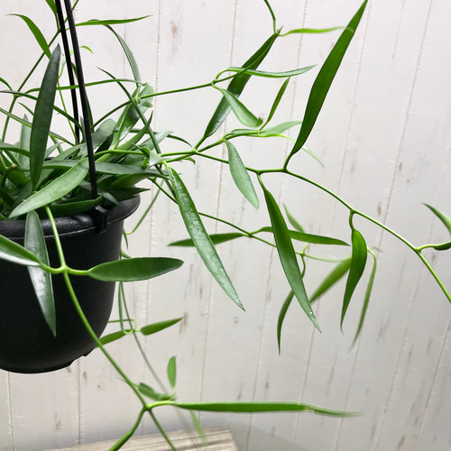 珍種 ホヤ シェパーリ Hoya shepherdii サクララン 吊り鉢 その他