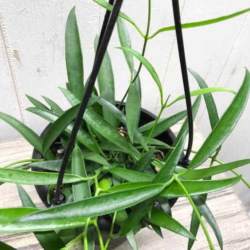 珍種 ホヤ シェパーリ Hoya shepherdii サクララン 吊り鉢 その他