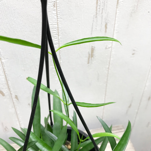 珍種 ホヤ シェパーリ Hoya shepherdii サクララン 吊り鉢 その他