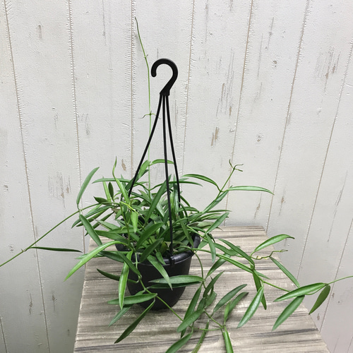 珍種 ホヤ シェパーリ Hoya shepherdii サクララン 吊り鉢 その他