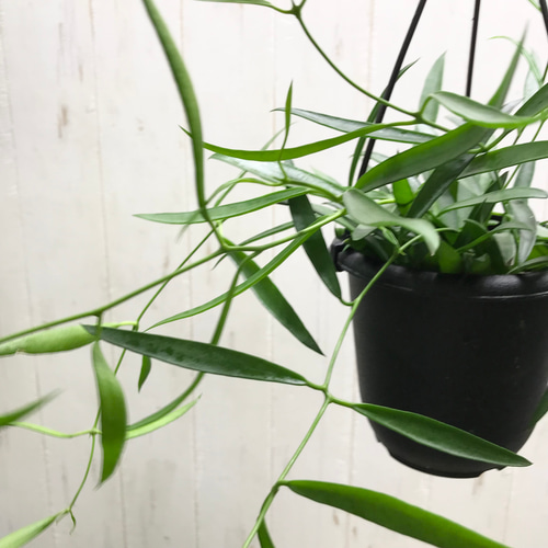 珍種 ホヤ シェパーリ Hoya shepherdii サクララン 吊り鉢 その他