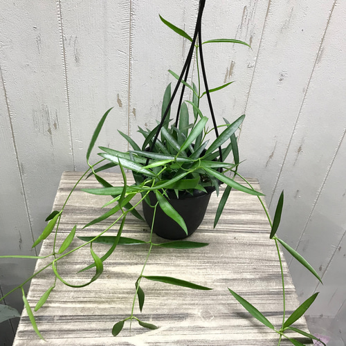 珍種 ホヤ シェパーリ Hoya shepherdii サクララン 吊り鉢 その他