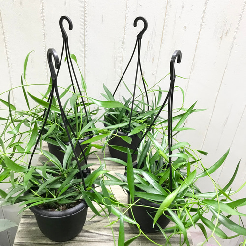 珍種 ホヤ シェパーリ Hoya shepherdii サクララン 吊り鉢 その他