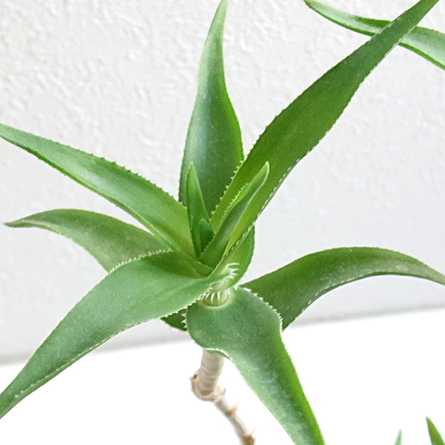 ○数量限定○新作○希少○ スタイリッシュな樹形 ”アロエ テヌイオール