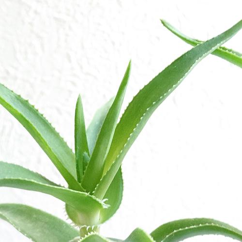 ○数量限定○新作○希少○ スタイリッシュな樹形 ”アロエ テヌイオール