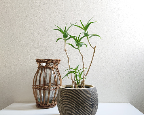 現品　アロエ　テヌイオール　陶器鉢　観葉植物　多肉植物　インテリアグリーン 現品 アロエ テヌイオール 陶器鉢 ポ1番 観葉植物 多肉植物