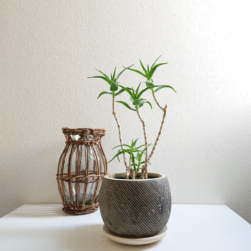 ○数量限定○新作○希少○ スタイリッシュな樹形 ”アロエ テヌイオール