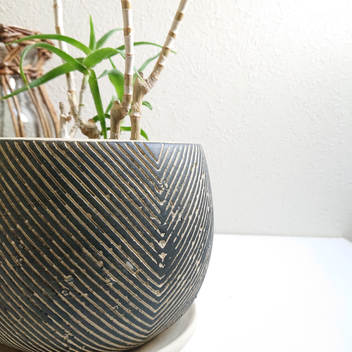 現品　アロエ　テヌイオール　陶器鉢　観葉植物　多肉植物　インテリアグリーン 現品 アロエ テヌイオール 陶器鉢 ポ1番 観葉植物 多肉植物