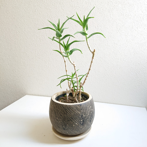 ○数量限定○新作○希少○ スタイリッシュな樹形 ”アロエ テヌイオール