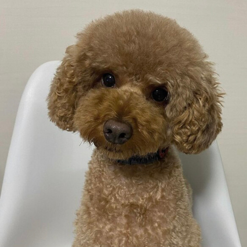 うちの子オーダー2025【オーダー例_トイプードルのルーク君】羊毛