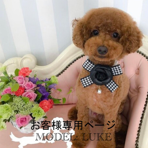 うちの子オーダー2025【オーダー例_トイプードルのルーク君】羊毛