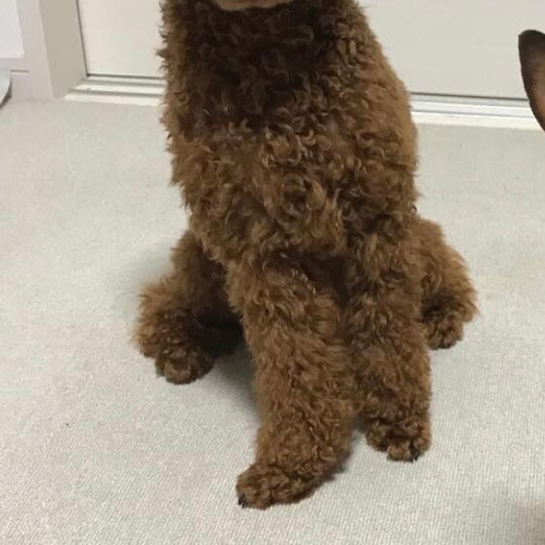 うちの子オーダー2025【オーダー例_トイプードルのルーク君】羊毛