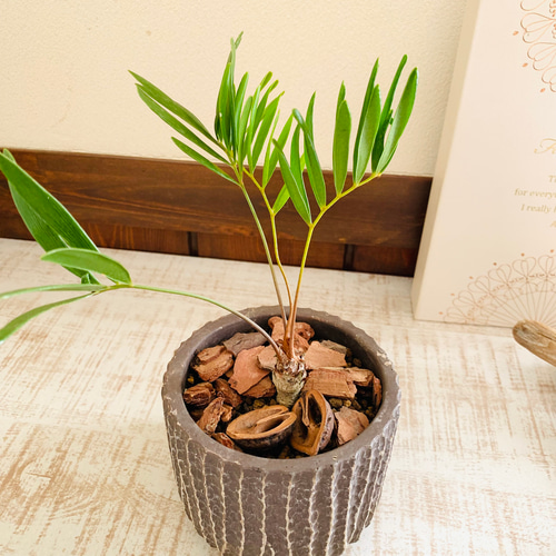 ザミア フロリダーナ 7号鉢つき 2株セット❗ 3ヘッド&4ヘッド❗破格