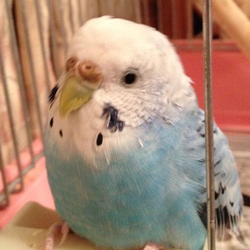 羊毛フェルトのセキセイインコ ふとっちょ【オーダーメイド