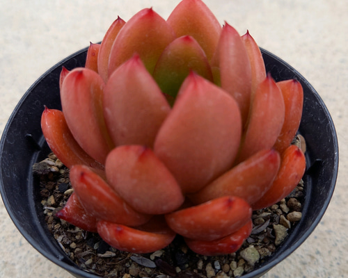 多肉植物 赤い子♡ラスト！ 多肉植物 