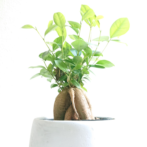 ガジュマルさま専用ページ ガジュマル | 観葉植物通販 HitoHana