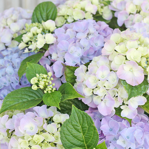 希少アジサイ 美しい紫陽花 開花終了 5号大株苗 花鉢 アジサイ