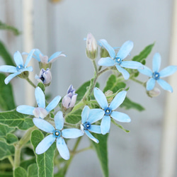 花苗 オキシペタラム ブルースター 3号ポット 人気 夏の花 多年草 秋までよく咲く 青花 1枚目の画像