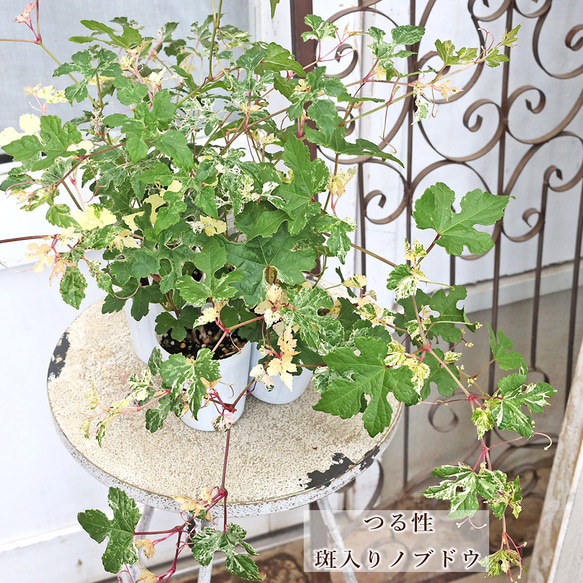 野葡萄 苗 ② 草花苗 斑入り ノブドウ 野葡萄 2.5号 つる性 落葉低木 実がなる 初夏