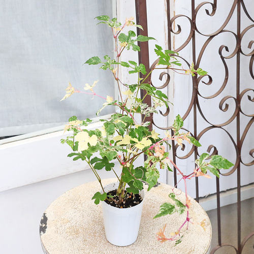 草花苗 斑入り ノブドウ 野葡萄 2.5号 つる性 落葉低木 実がなる 初夏
