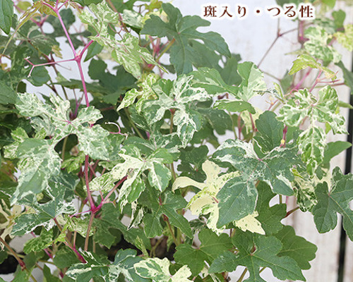 野葡萄 苗 ③ 野葡萄 苗 ③ 【公式通販】