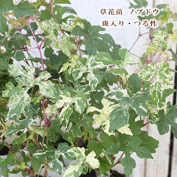 野葡萄 苗 ③ 野葡萄 苗 ③ ノブドウ（野葡萄）：斑入り 3号ポット の通販