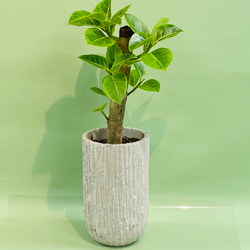 ゴムの木♪フィカス・バーガンディ 観葉植物 癒し おうち時間
