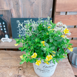 ラスト！さわやか♡【レモンスライス入りミニサイズ寄せ植え】白系ブリキ鉢♪可愛いお花のガーデニング♡ 1枚目の画像