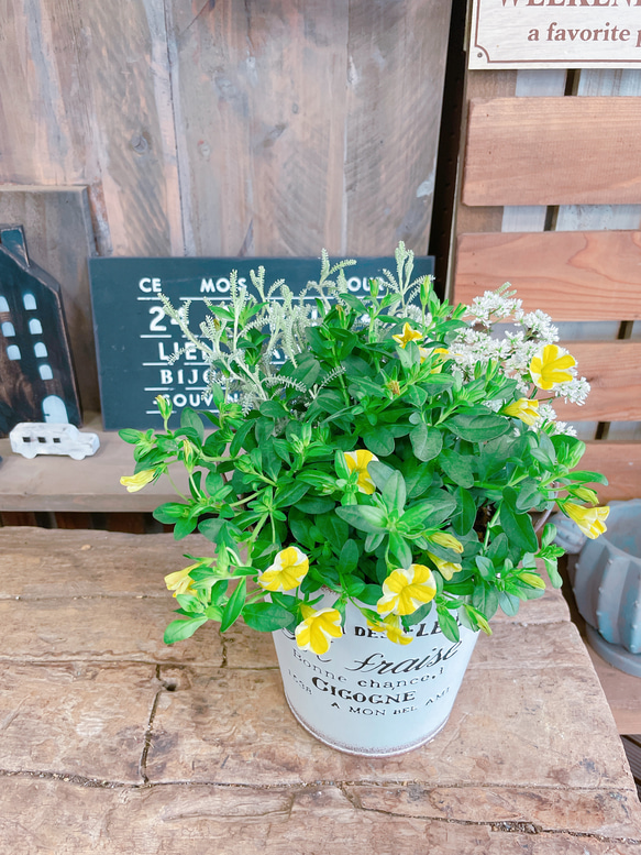 ラスト！さわやか♡【レモンスライス入りミニサイズ寄せ植え】白系ブリキ鉢♪可愛いお花のガーデニング♡ 1枚目の画像
