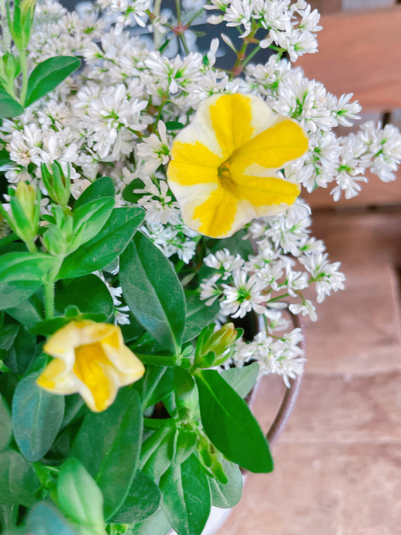 ラスト！さわやか♡【レモンスライス入りミニサイズ寄せ植え】白系ブリキ鉢♪可愛いお花のガーデニング♡ 13枚目の画像