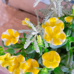 ラスト！さわやか♡【レモンスライス入りミニサイズ寄せ植え】白系ブリキ鉢♪可愛いお花のガーデニング♡ 2枚目の画像