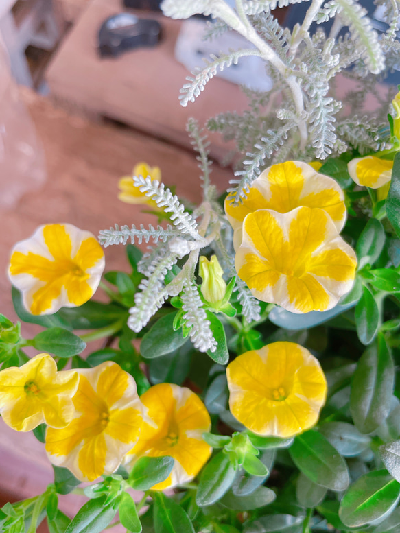 ラスト！さわやか♡【レモンスライス入りミニサイズ寄せ植え】白系ブリキ鉢♪可愛いお花のガーデニング♡ 2枚目の画像