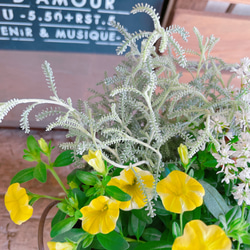 ラスト！さわやか♡【レモンスライス入りミニサイズ寄せ植え】白系ブリキ鉢♪可愛いお花のガーデニング♡ 8枚目の画像