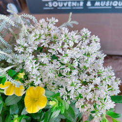 ラスト！さわやか♡【レモンスライス入りミニサイズ寄せ植え】白系ブリキ鉢♪可愛いお花のガーデニング♡ 10枚目の画像