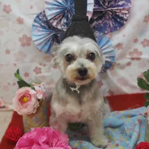 羊毛フェルト　MIX犬　ハンドメイド 特別ハンドメイド・手芸 - handmade 羊毛フェルト ☆ ミックス犬