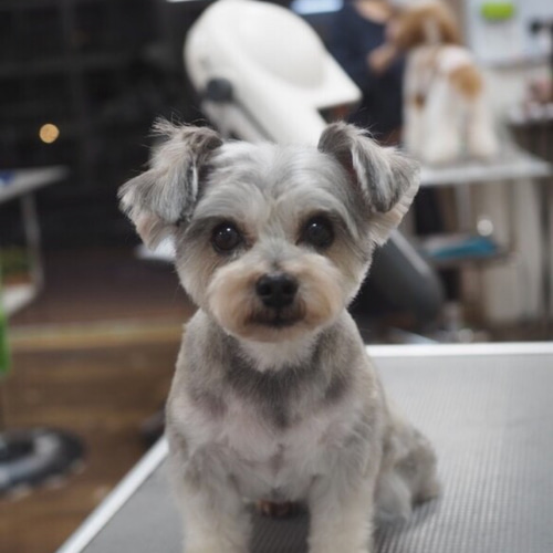 ミニチュアシュナウザー　羊毛フェルトフェルト　オーダー　犬 羊毛フェルト オーダー シュナウザー ペット （ミニミニサイズ