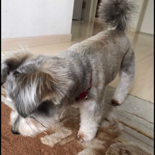オーダーメイド】シュナウザーとチワワのミックス犬の羊毛