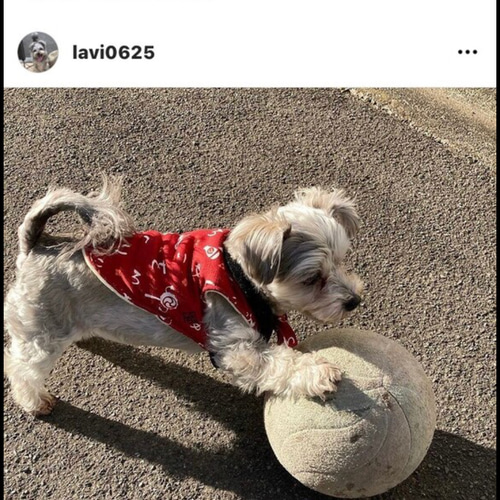 オーダーメイド】シュナウザーとチワワのミックス犬の羊毛