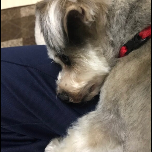 オーダーメイド】シュナウザーとチワワのミックス犬の羊毛フェルト 犬