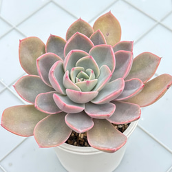 多肉植物　朧月　カット苗 多肉初心者おすすめ 増える簡単朧月 カット苗 多肉植物 グリーンライフ