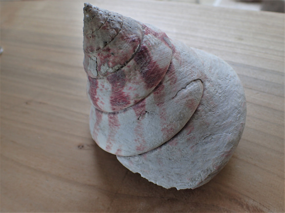 石垣島高瀨貝殼吊墜頂部變形牙形 第17張的照片