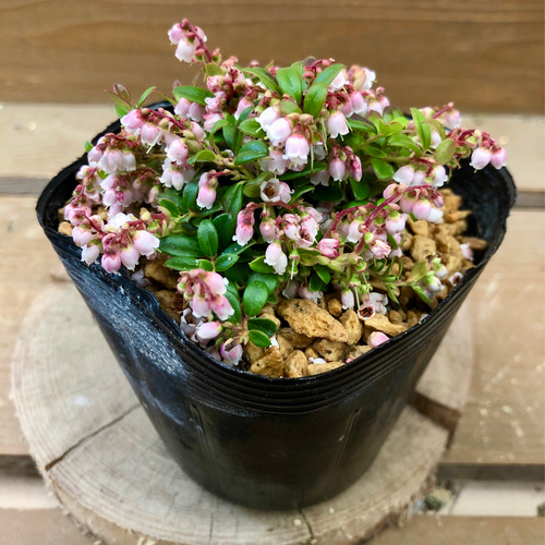 高山植物 西別コケモモ アートフラワー plant life 通販 14099200