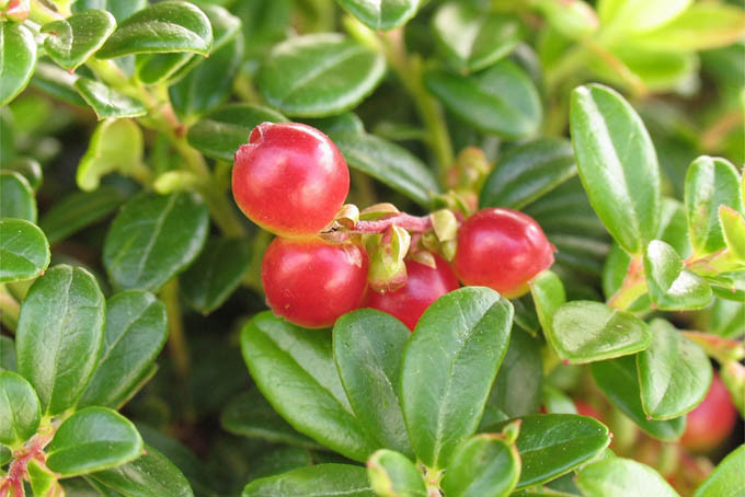 高山植物 西別コケモモ アートフラワー plant life 通販 14099200