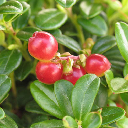 高山植物 西別コケモモ アートフラワー plant life 通販 14099200