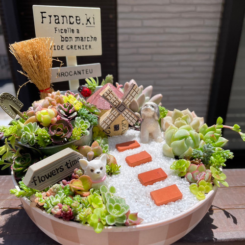 ♡ハウスとにゃんこ♡多肉植物寄せ植え 問い